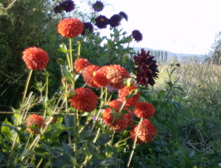 Cutting garden