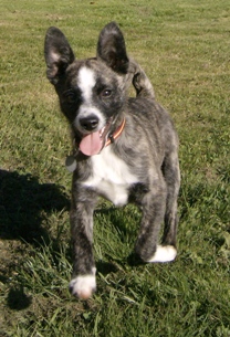 our new blue dog