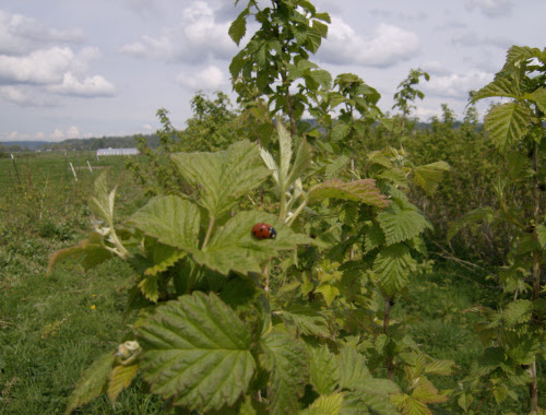 a raspberry helper